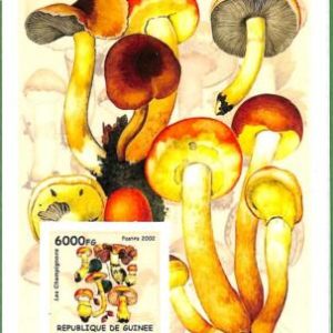 A0528 - GUINEE Guinea - ERROR, 2002  IMPERF SHEET:  nature MUSHROOMS Funghi