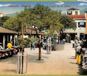 ad2446 - PORTUGAL - VINTAGE POSTCARD - Madeira