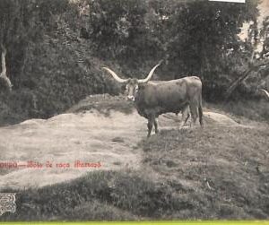ad3751 - PORTUGAL - VINTAGE POSTCARD  - Douro