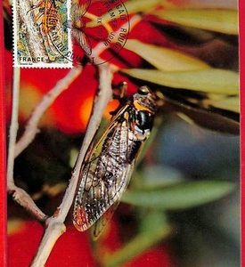 ai5874 - FRANCE  - Postal History - MAXIMUM CARD - Insects - 1977