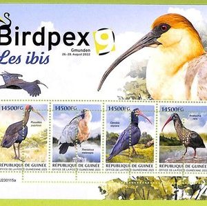 B0621 - GUINEE - ERROR MISPERF  Stamp Sheet - 2023 - Fauna BIRDS