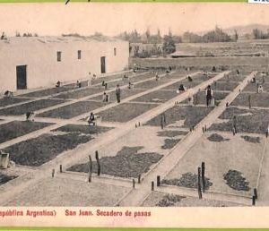 af1044 - ARGENTINA - Vintage Postcard - San Juan - Drying Grapes