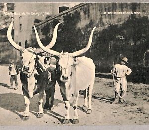 ab0459 - CARTOLINA D'EPOCA - ROMA Città : Buoi della Campagna