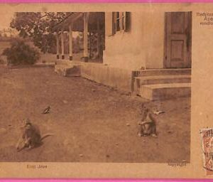 af8872 - INDONESIA - Vintage POSTCARD - East Java - 1913
