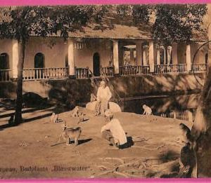 af8892 - INDONESIA - Vintage POSTCARD - Budplaats "Blauwwater" - 1914