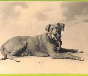 af4306   - VINTAGE POSTCARD  -  Dogs