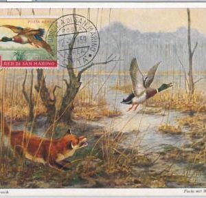 52664  - SAN MARINO  - MAXIMUM CARD - ANIMALS Birds DUCK  1959