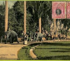 24934  - PERU  -  Vintage Postcard - Lima - Parque Zoologico