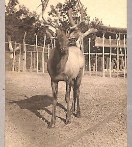 ab0401 - CARTOLINA D'EPOCA -ROMA Città : Giardino Zoologico