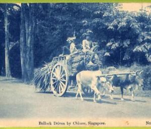 ae9335 - SINGAPORE -  VINTAGE POSTCARD - Bullock Driven by Chinese