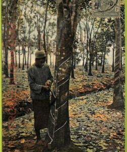 ae9288 - SINGAPORE -  VINTAGE POSTCARD - Tapping Rubber Trees