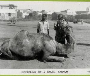 ae9207 -  PAKISTAN -  VINTAGE POSTCARD - Karachi - Doctoring of a camel