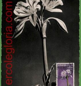 32430 - Somalia -   MAXIMUM CARD - 1955 -  Flowers