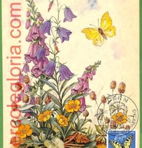 15642 - Switzerland -  MAXIMUM CARD - 1954 - Flower,Butterflies