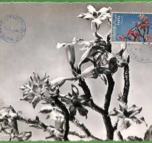 32433 - Somalia -   MAXIMUM CARD - 1955 -  Flowers