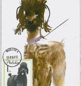 32364 -   POLAND -  MAXIMUM CARD -1964  - Animals DOGS Poodle