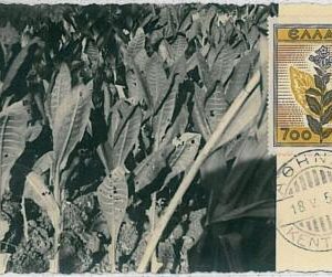 32481 -  GREECE  - MAXIMUM CARD - 1954 : nature FLOWERS