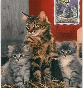 32488   - ROMANIA  - MAXIMUM CARD - 1965 - Animals : CATS CAT