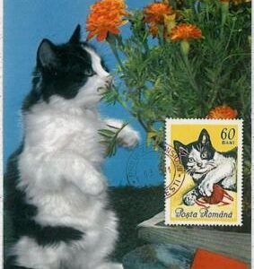 32486  - ROMANIA  - MAXIMUM CARD -  1965 : Animals CATS CAT