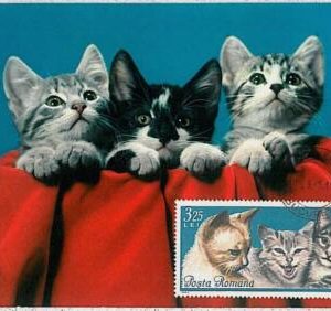 32484  - ROMANIA  - MAXIMUM CARD -1965 :  Animals CATS CAT