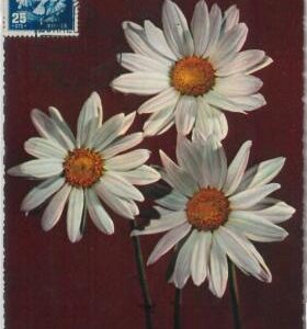 51566  - SPAIN -  POSTAL HISTORY - MAXIMUM CARD - 1956  NATURE: Flowers Doves