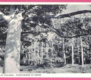 af9061 - SOMALIA - VINTAGE POSTCARD - Kapok plantation