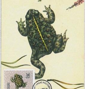 32753 -  POLAND - Postal History - MAXIMUM CARD - 1964 - Fauna Amphibians frog