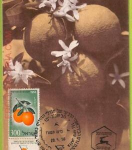 ad3236 - ISRAEL - Postal History - MAXIMUM CARD -  1956 FRUITS Citrus
