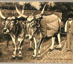 ab0392 - VINTAGE POSTCARD - ROME City: Oxen of the Roman countryside