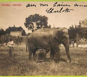 12179 - ARGENTINA - VINTAGE POSTCARD - Phua, Victoria Portena