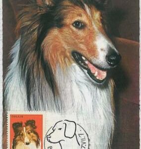 32370 - HUNGARY -MAXIMUM CARD: animals DOG DOGS:Lassie - Rough Collie 1967