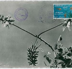 32424 -  SOMALIA -  MAXIMUM CARD : nature FLOWERS  1955 # 2
