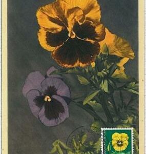 32436 - SWITZERLAND - MAXIMUM CARD : nature FLOWERS 1958 #3