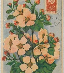 32469  - BULGARIA - MAXIMUM CARD : nature FLOWERS1953