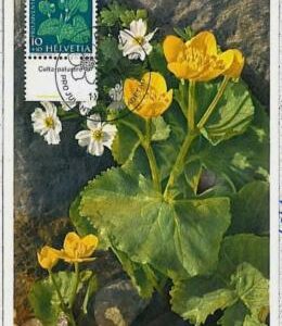 32475  - SWITZERLAND - MAXIMUM CARD : nature FLOWERS 1959 #2