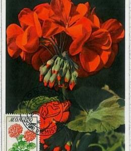 32477 - MONACO - MAXIMUM CARD : nature FLOWERS 1959 #4