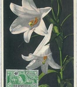 32479  -  BERMUDA - MAXIMUM CARD : nature FLOWERS 1954