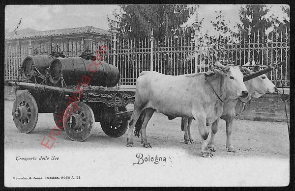 ae2595 - CARTOLINA  D'EPOCA - Bologna Città - Trasporto delle Uve