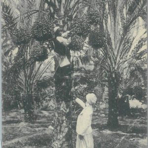 80117 - ALGERIA  Algérie -  Carte postal VINTAGE POSTCARD -  BISKRA