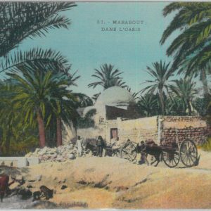 80278 - ALGERIA  Algérie - VINTAGE POSTCARD -  Oasis