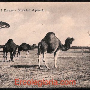 ad0195 - CARTOLINA D'EPOCA - Pisa Città - S. Rossore - Dromedari al pascolo