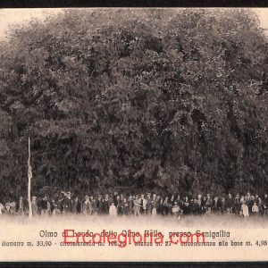 ad9834 - CARTOLINA  D'EPOCA - Ancona Provincia - Senigallia   1915