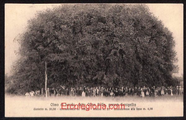 ad9834 - CARTOLINA  D'EPOCA - Ancona Provincia - Senigallia   1915