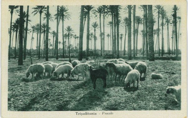 P0302 - LIBIA ITALIANA  - Storia Postale -  CARTOLINA con raro annullo SORMAN - immagine 2