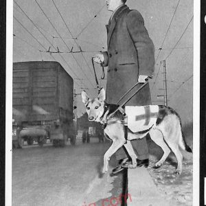 ae7227 - CARTOLINA D'EPOCA - Firenze Città  - Scuola Italiana Cani Guida