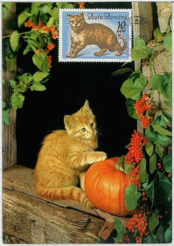 32487 - ROMANIA - Postal History - MAXIMUM CARD - Animals CATS CAT 1965