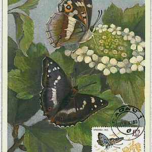 32380 - ROMANIA - Postal History - MAXIMUM CARD - intects BUTTERFLIES 1961