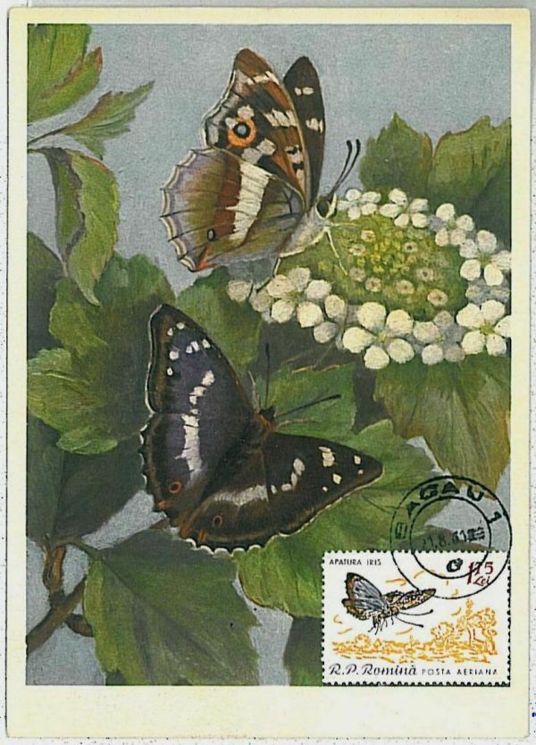 32380 - ROMANIA - Postal History - MAXIMUM CARD - intects BUTTERFLIES 1961