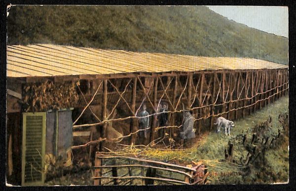 ab5387 -  CARTOLINA  D'EPOCA -  Varese Provincia  : CUASSO AL MONTE