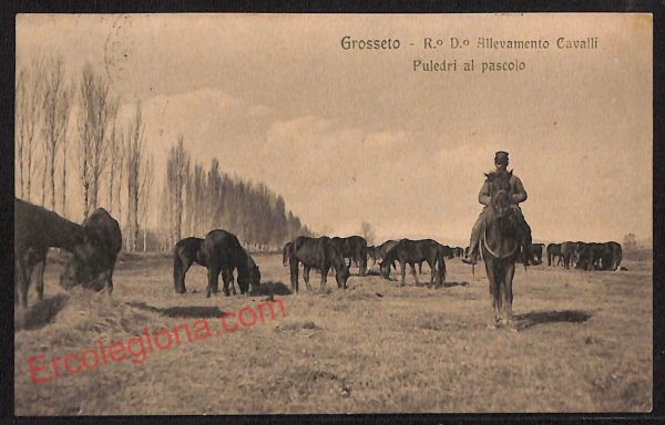 ag1998 - CARTOLINA D'EPOCA - Grosseto Città - Allevamento Cavalli